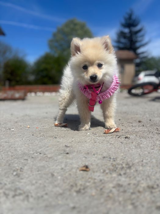 Померан на 3 месеца момиче