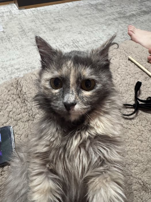 Ласковая кошечка ищет дом