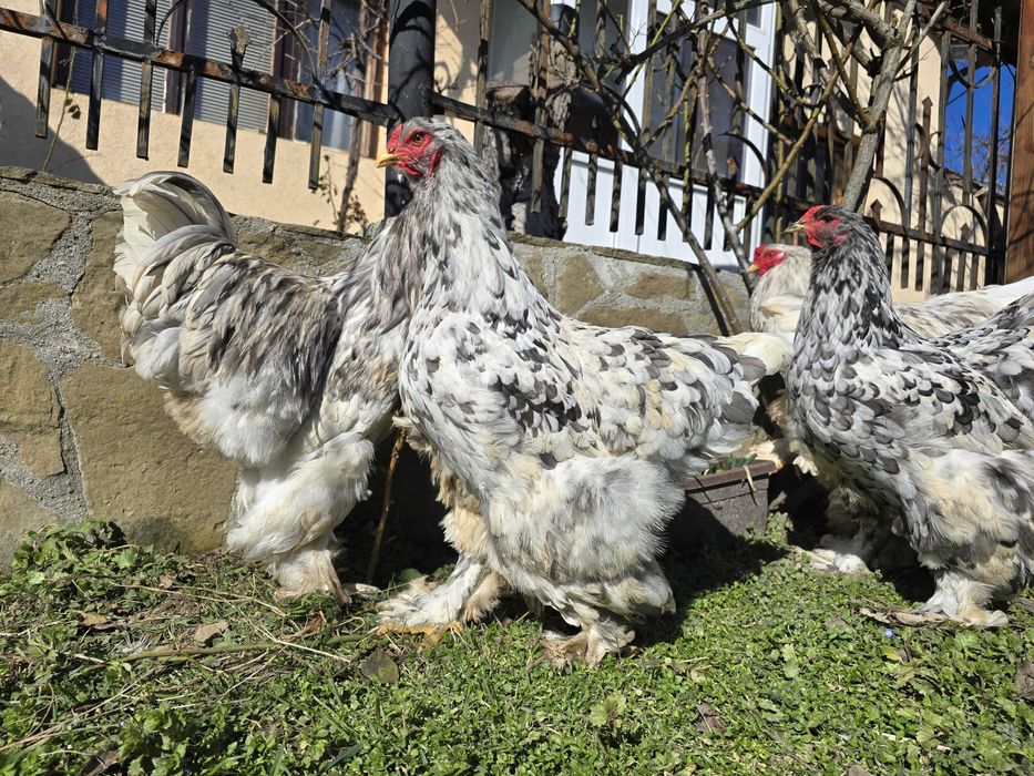 Продавам разплодни яйца от Сплаш Брама [Splash Brahma]