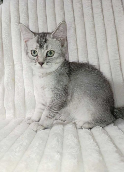 Продается котенок серебристая шиншилла, девочка.Срочно!