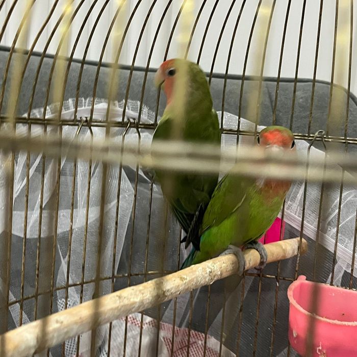 Неразлучник попугай пара