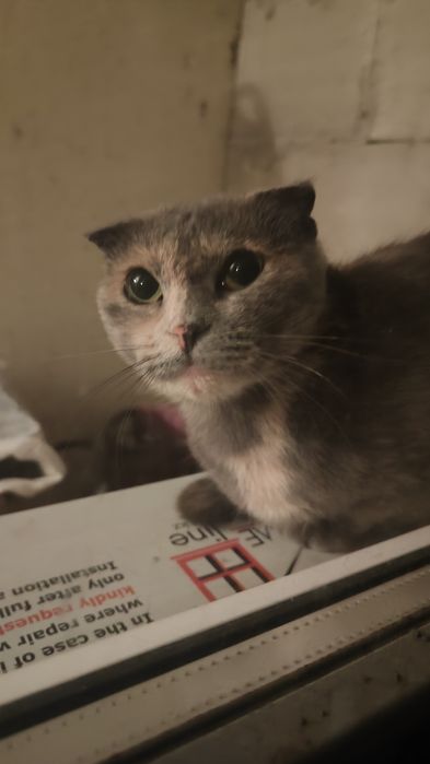 Такси для животных.Кошки Собаки