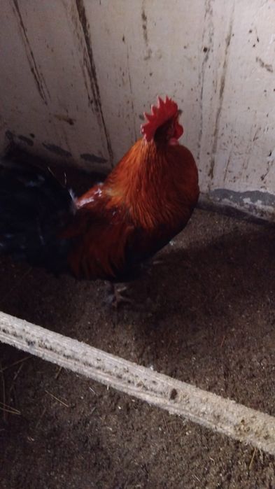 Петуха.         .