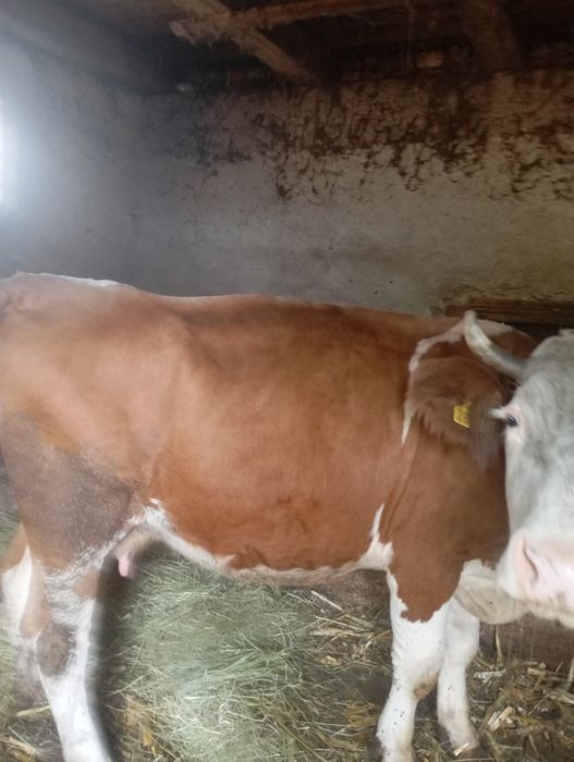 Vând vaca,Cu vârsta de aproximativ 10 ani
