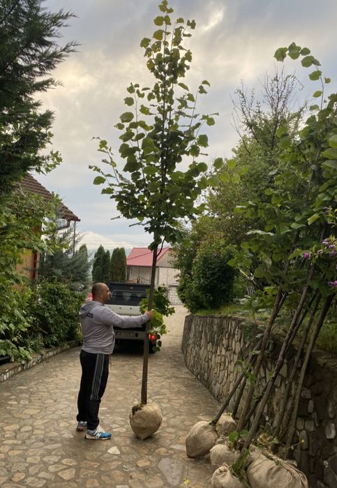 Mesteacăn mutitulpinar cu coaja alba, la ghiveci Platani tei argintiu