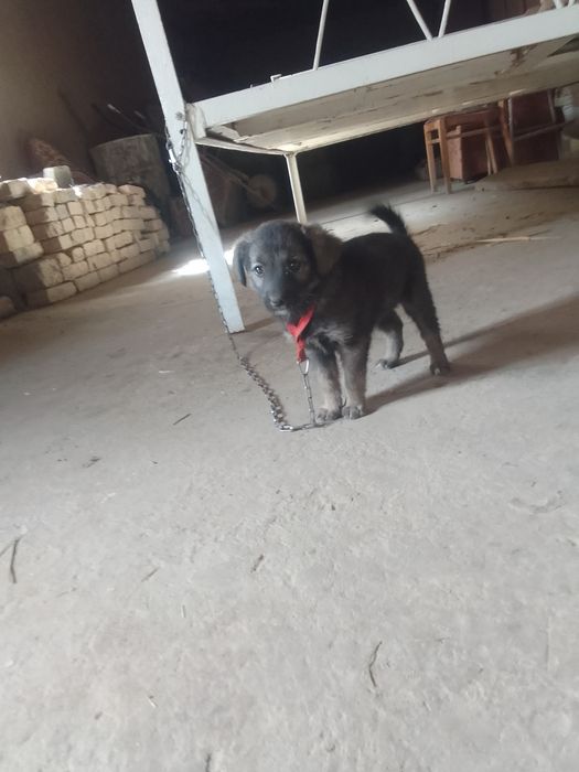 It sotiladi zoti chupon