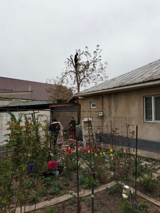 Спил , очистка территории от деревьев , ағаш кесу