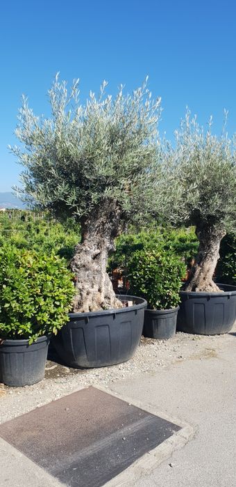 Maslin calitate extra