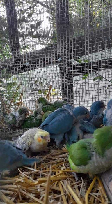 Продавам ръчно хранени монаси