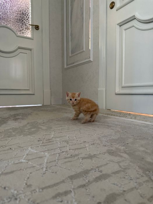 Котята турецкой ангоры