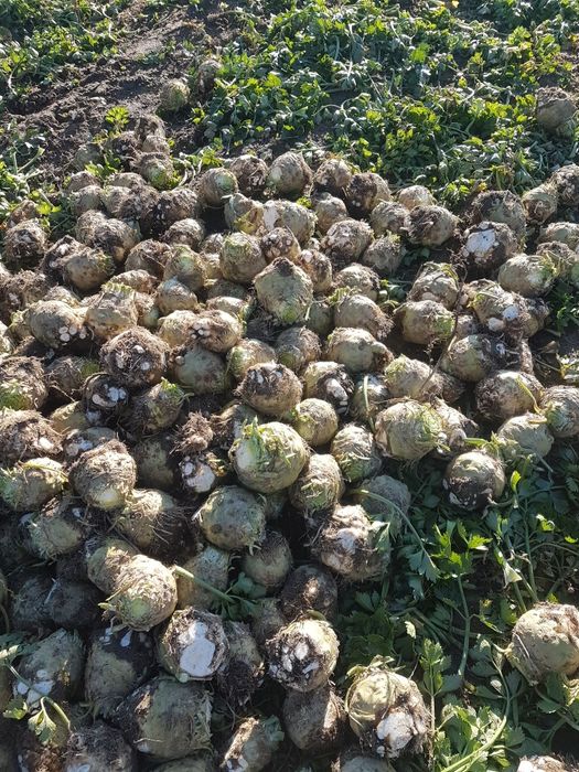 Vând țelină de rădăcină