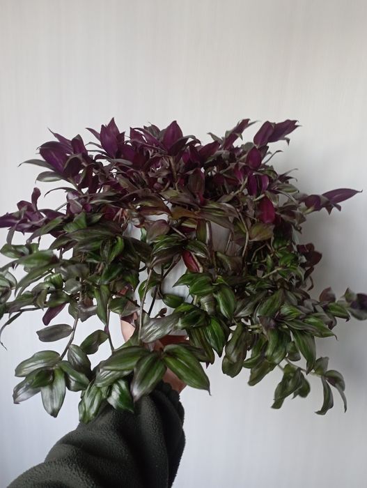 Традисканция зебрина