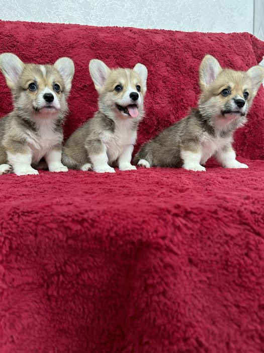 Милые щеночки вельш корги