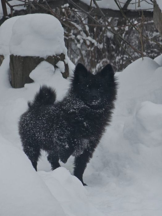 Продаются щенки немецкого шпица