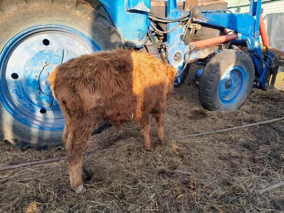 Продам бычков 6-7 месяцев