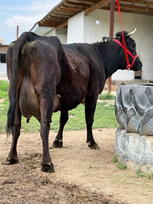 Сүтті ірі денелі бұзаулы сиыр