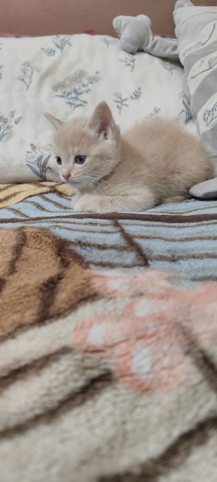 Продаю двух весёлых котят