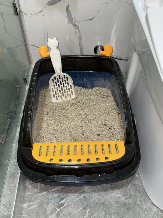 шотландский скоттиш-фолд