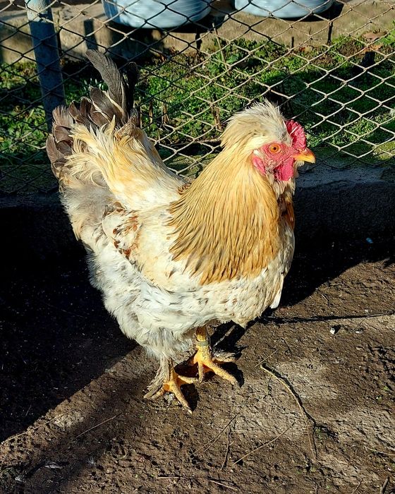 Cocoși Moțați 2025