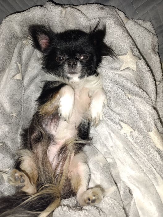 Вязка чихуахуа , мальчик