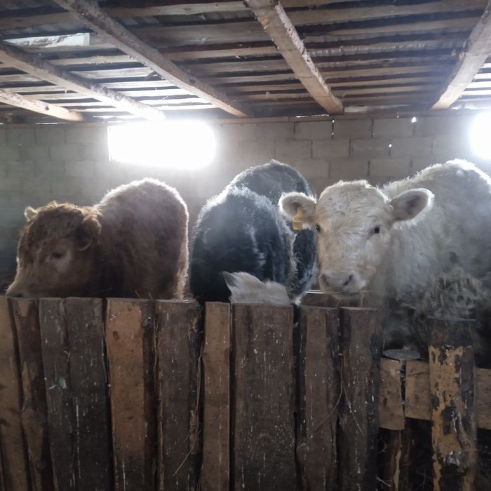 Продам бычков 6 голов