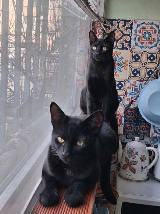 Две братчета на 7 м. търсят любящ дом