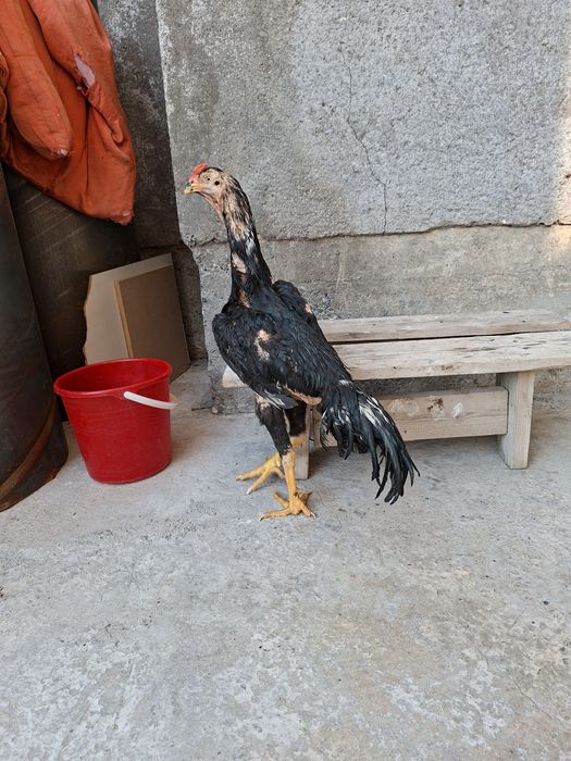 Xurozimiz sotiladi qoni toz bita yutugi bor bir kuz buldi
