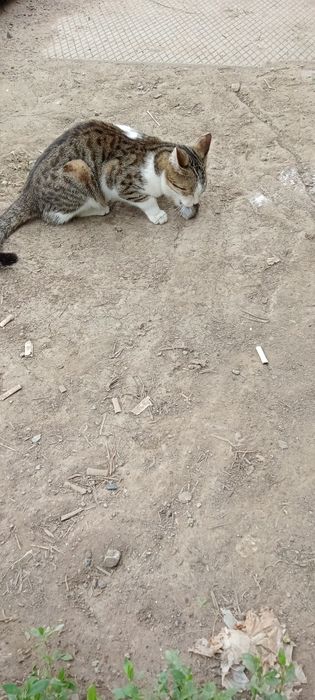 Отдам в добрые руки.