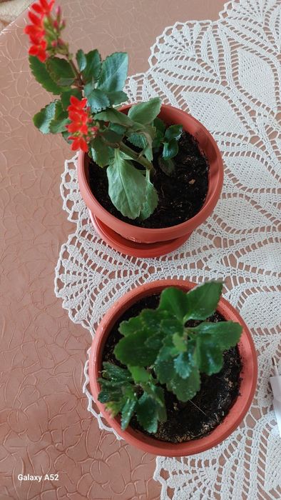 Продам комнатные цветы