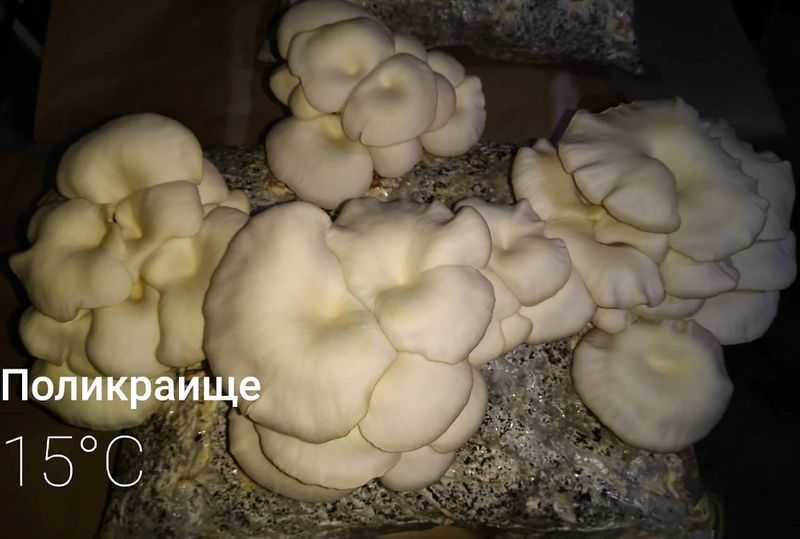 Чували със заразен субстрат за гъби!