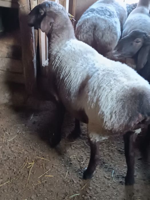 Саулықтар сатылады