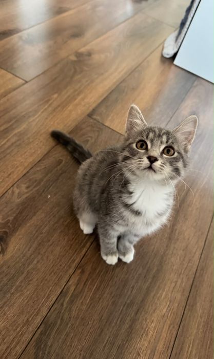 Котенок в добрые руки