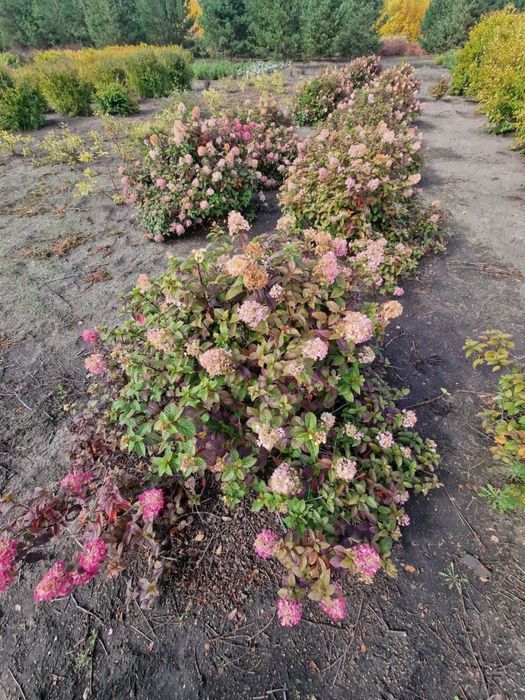 Продажа саженцев с питомника