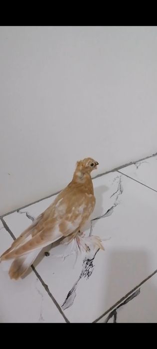 Kaptar bolalai 1 1,5 oyli