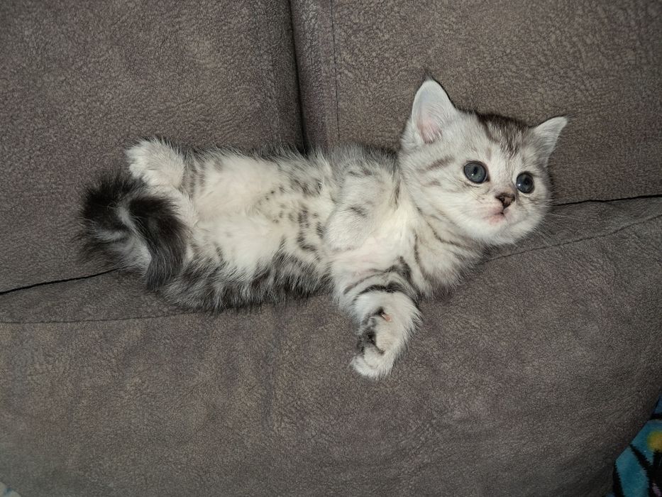 Котёнок. Скоттиш Страйт. Девочка