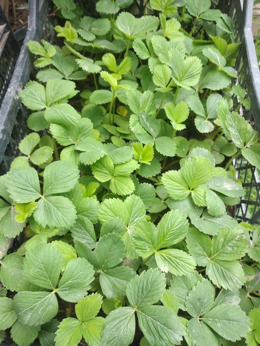 Клибника кучат сотилади