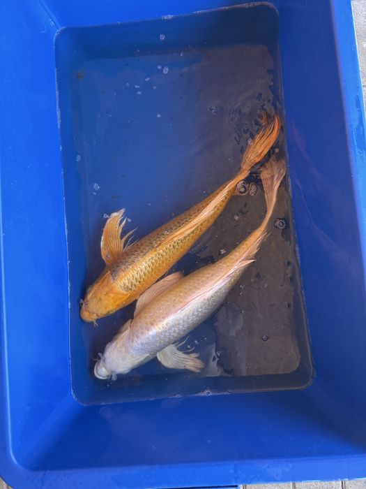 Crap koi japonia