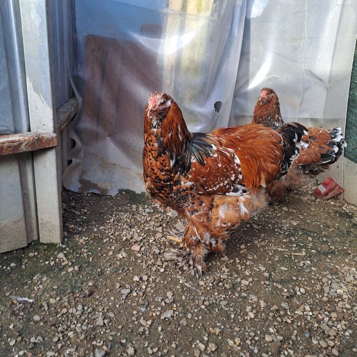 Brahma cocosi cauta casa noua