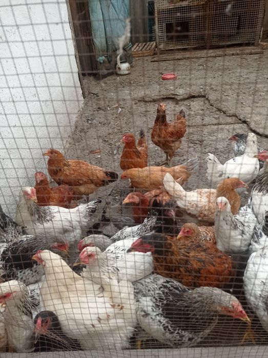 Продаю кур 8 месецов молодые , яицый нисут круглый год