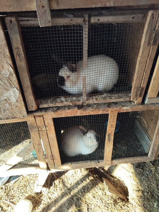 Vând iepuri californieni