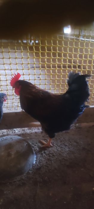 Прадам куры и петухов