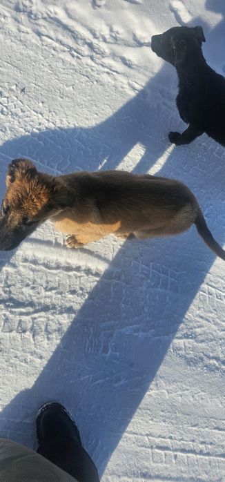 Немецкая овчарка