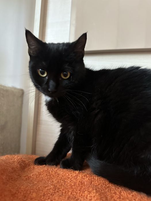 Blacky isi casuta casuta