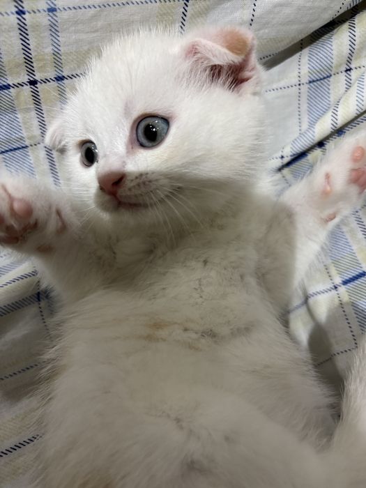 милые котята ищут дом