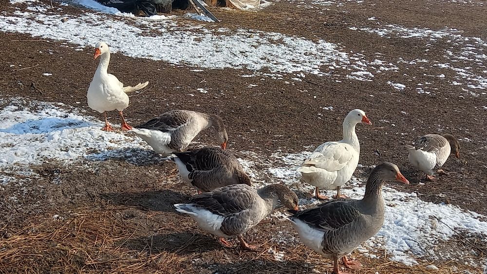 Vând ouă de gâscă pentru incubat,rasa , touluse și ,,emden",preț neg.
