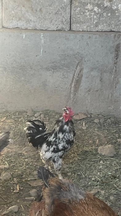 Японский кораз срочно