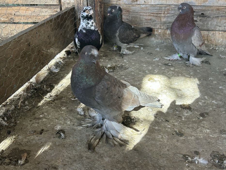 Vand jucatori de botosanii pretul e de 100 ron pe bucata