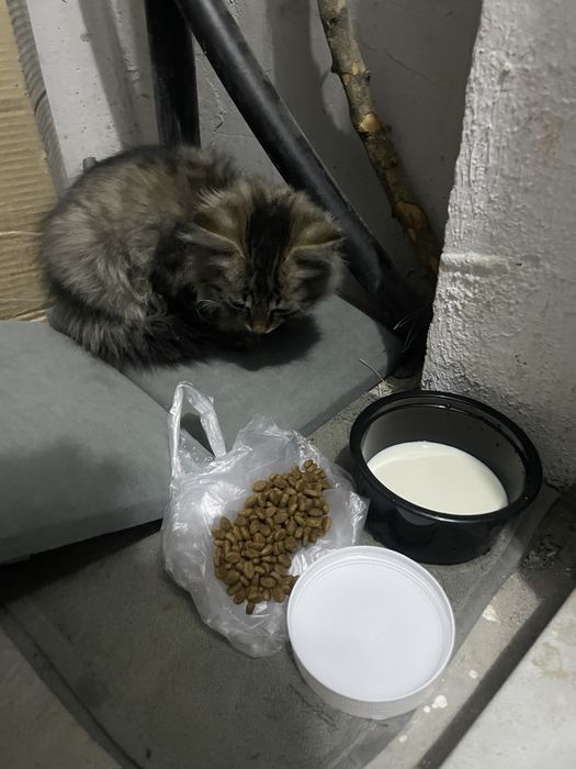 Кошка, отдам в добрые руки