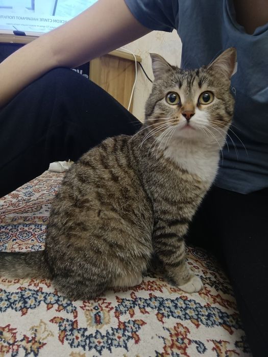 Отдам в хорошие руки