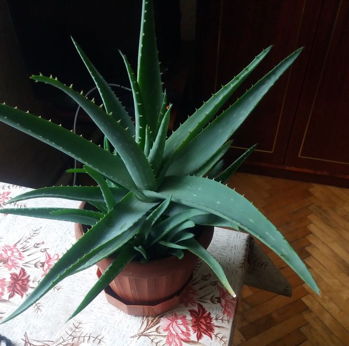 Алое-Вера 3 года